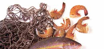 fish1.jpg (10967 bytes)